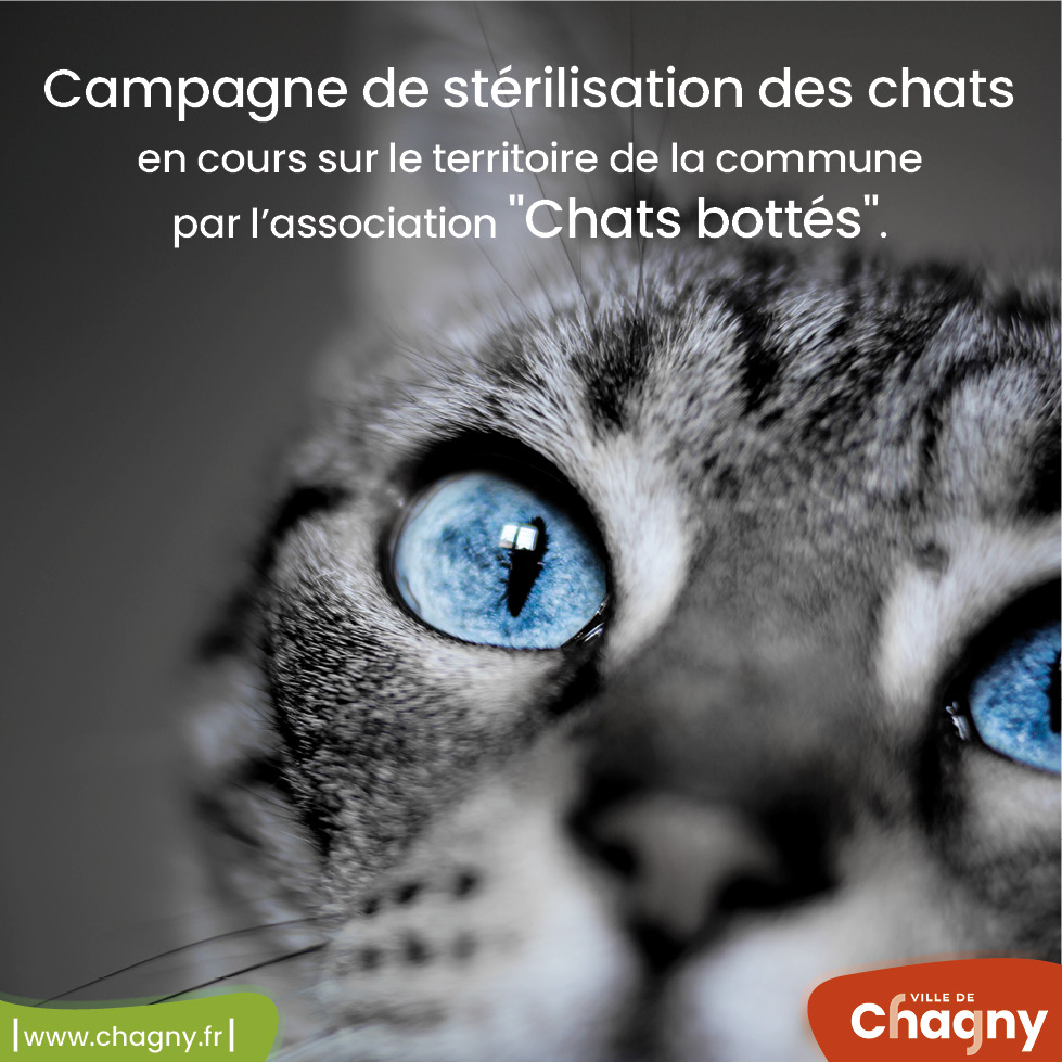campagne de stérilisation des chats